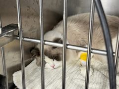 -四月宠物医院·猫专科·心脏专科·内科(转塘店)