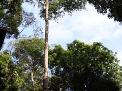 -西双版纳原始森林公园