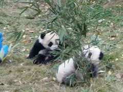 -成都大熊猫繁育研究基地