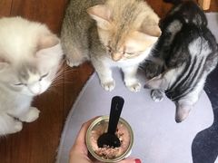 -Meowの猫咖(万家丽店)