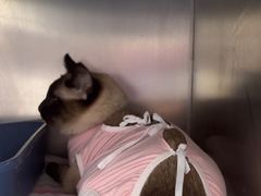 -瑞派·关忠动物医院·猫专科·犬专科(三环新城店)