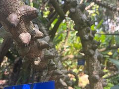 -中国科学院西双版纳热带植物园