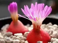 -兰陵国家农业公园