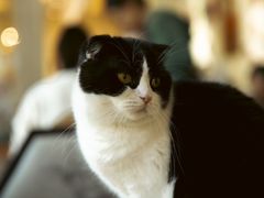 -猫小院猫主题餐厅(南锣旗舰店)
