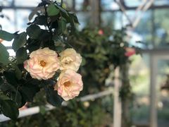 -芽庄珍珠岛游乐园