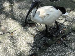 -吉隆坡雀鸟公园