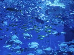 -海合安天津极地海洋公园