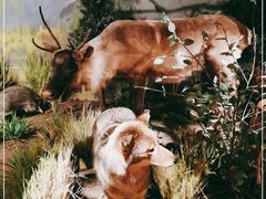 -陕西自然博物馆