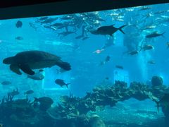 -海棠湾洲际-涛·海底餐厅·美人鱼·自助餐·海底隧道