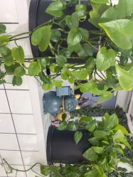-飞梵造型