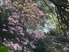 -梧桐山风景名胜区