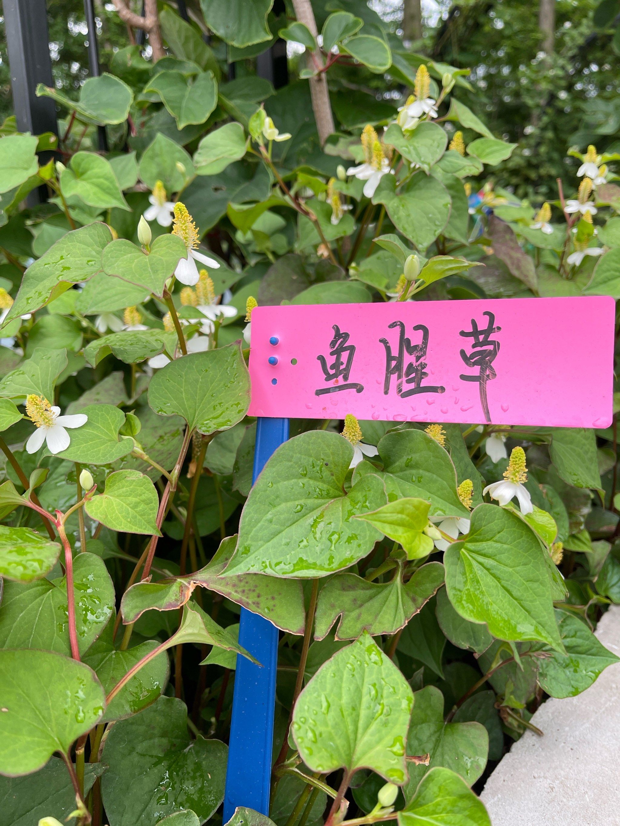 天天领红包#一花一草一世界 
🚗