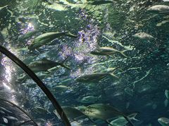 -上海海洋水族馆