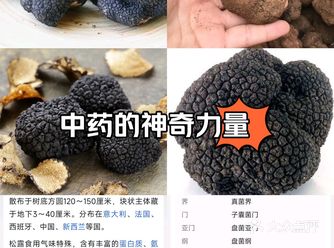 正当食菌菇季之一天认识一种菌菇:松露