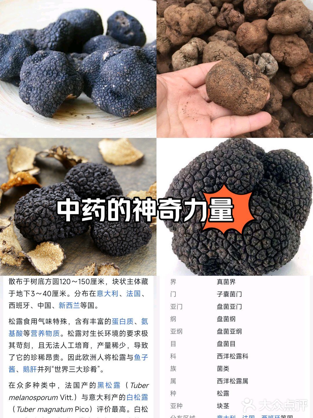 正当食菌菇季之一天认识一种菌菇:松露