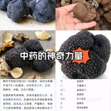 正当食菌菇季之一天认识一种菌菇:松露
