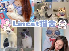 -lincat·猫舍(广州店)