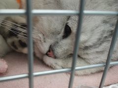 -纳吉亚猫专科动物诊疗中心(蒋宅口分院)