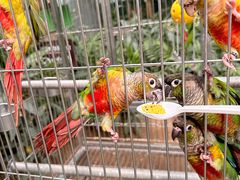 -南宫五洲植物乐园