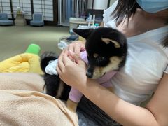 -逗柴咖啡屋·狗咖猫咖宠物桌游