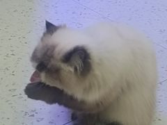 -喵园·猫主题咖啡厅·撸猫·猫咖(国贸店)