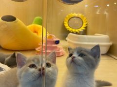 -momokira米努特·德文卷毛猫·棉花面纱犬