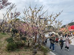 -无锡梅园公园