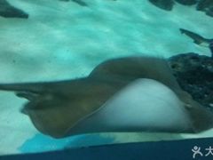 -苏州海洋馆