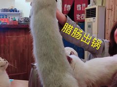 -猫色咖啡·猫咖