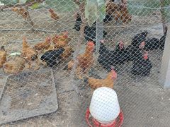 -马陆小张葡萄园农家乐