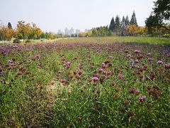 -杭州城北体育公园