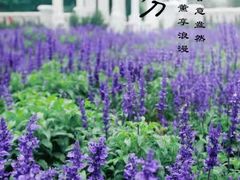 -广州花之恋城堡酒店