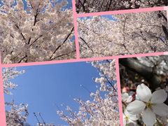 -樱花山风景区