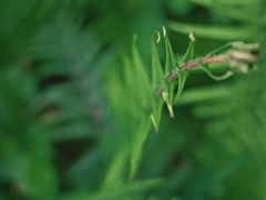 -桤木河湿地公园