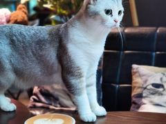 -咖法森林·咖啡  酒吧(天河店)