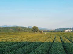 -龙坞茶村