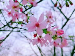 -天适樱花悠乐园