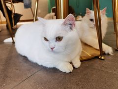 -飞行喵MR PILOT|猫舍·猫咖(静安大融城店)