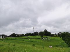 -大塘金香草谷