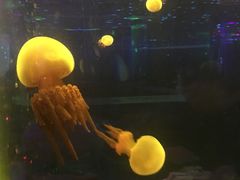-锦艺城海洋馆