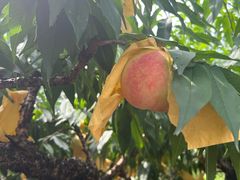 -南汇水蜜桃采摘(大团店)