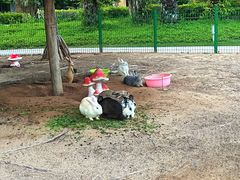 -三亚海棠湾万丽度假酒店