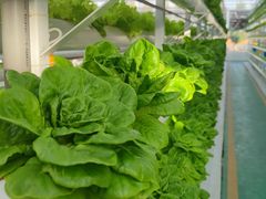 -兰陵国家农业公园