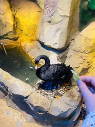 -酷嗒动物文化乐园(cutezoo西溪乐天城店)