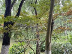 -合肥滨湖国家森林公园