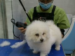-芭比堂动物医院广州顽皮分院
