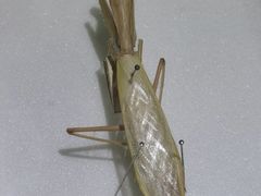 -上海昆虫博物馆