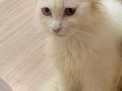-飞行喵MR PILOT|猫舍·猫咖(静安大融城店)