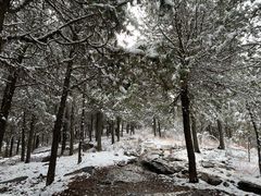 -原山国家森林公园