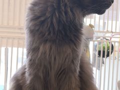-平行世界·猫咖(首经贸店)